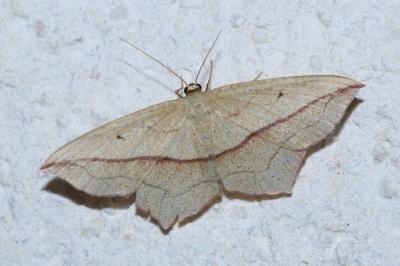 <i>Timandra comae</i>