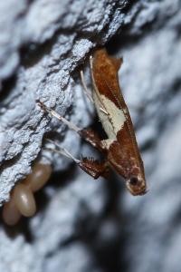 <i>Caloptilia stigmatella</i>
