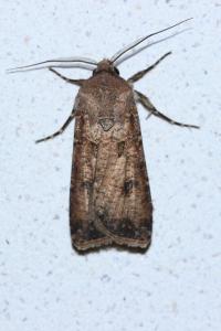 <i>Agrotis segetum</i>