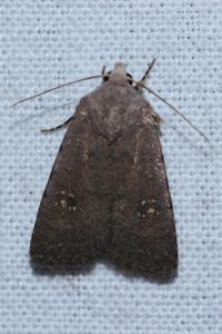 <i>Caradrina flavirena</i>