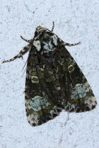 <i>Craniophora ligustri</i>