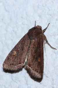<i>Lacanobia oleracea</i>