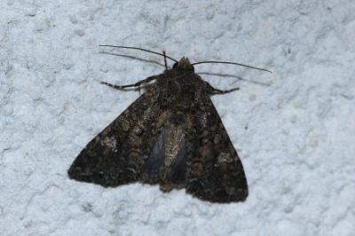 <i>Mamestra brassicae</i>