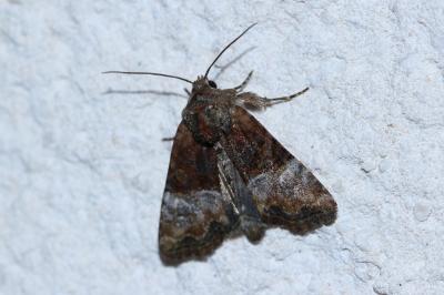 <i>Mesoligia furuncula</i>