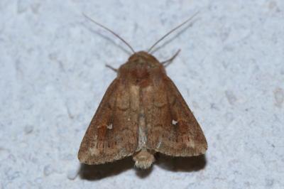 <i>Mythimna albipuncta</i>