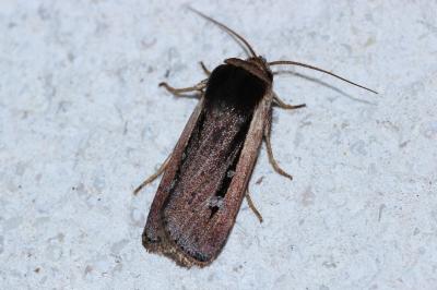 <i>Ochropleura leucogaster</i>