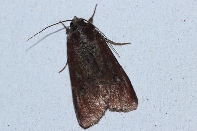 <i>Peridroma saucia</i>