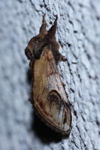 <i>Notodonta ziczac</i>