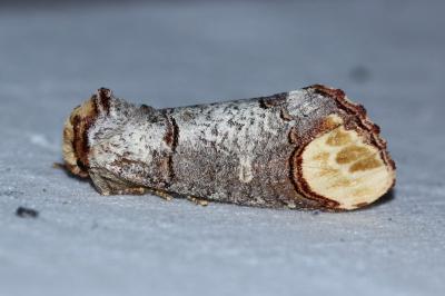 <i>Phalera bucephala</i>