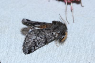 <i>Thaumetopoea pityocampa</i>