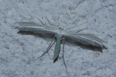 <i>Pterophorus pentadactylus</i>