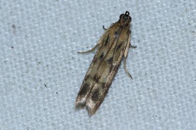 <i>Homoeosoma sinuella</i>