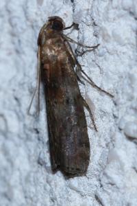 <i>Phycita roborella</i>