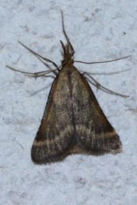 <i>Synaphe punctalis</i>