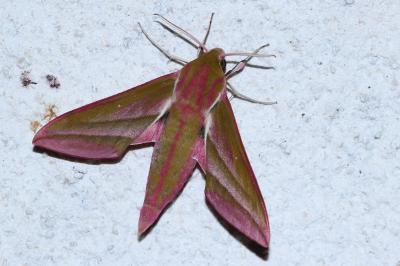 <i>Deilephila elpenor</i>