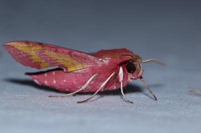 <i>Deilephila porcellus</i>
