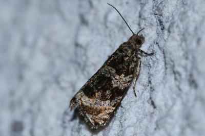 <i>Celypha lacunana</i>