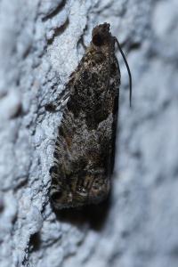 <i>Cydia fagiglandana</i>