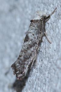 <i>Paraswammerdamia albicapitella</i>