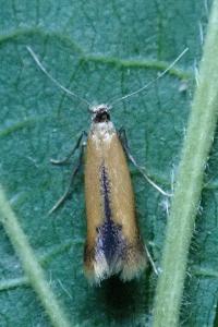 <i>Coptotriche marginea</i>