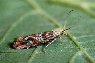 <i>Bactra furfurana</i>