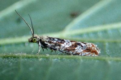 <i>Bactra furfurana</i>