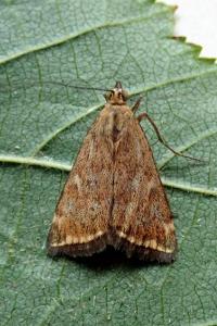 <i>Loxostege sticticalis</i>