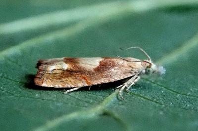 <i>Eucosma conterminana</i>