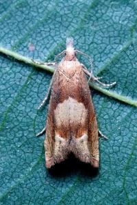 <i>Eucosma conterminana</i>