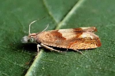 <i>Eucosma conterminana</i>
