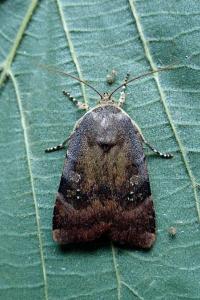 <i>Noctua janthina</i>