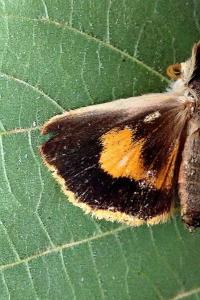 <i>Noctua janthina</i>