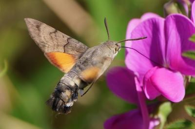 <i>Macroglossum stellatarum</i>