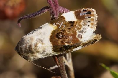<i>Acontia lucida</i>
