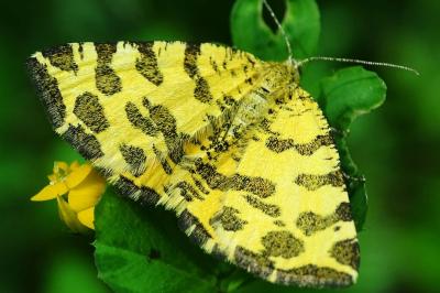 <i>Pseudopanthera macularia</i>