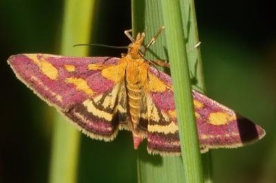 <i>Pyrausta purpuralis</i>
