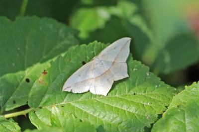 <i>Timandra comae</i>