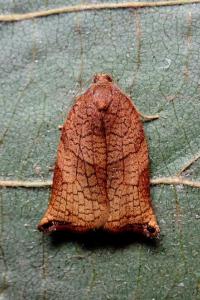 <i>Archips podana</i>