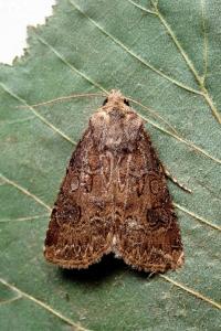 <i>Agrotis bigramma</i>