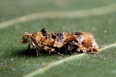 <i>Lobesia botrana</i>
