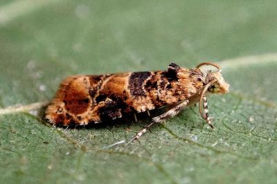 <i>Lobesia botrana</i>