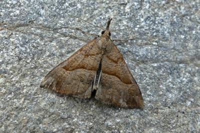 <i>Hypena proboscidalis</i>