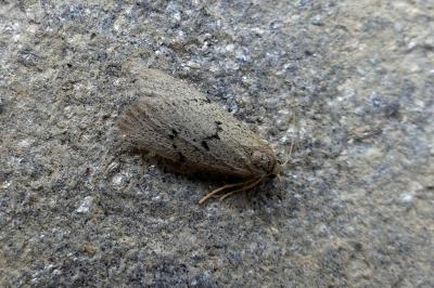 <i>Apaidia mesogona</i>