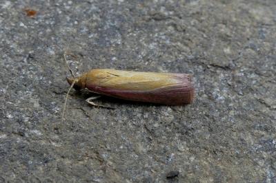 <i>Oncocera semirubella</i>