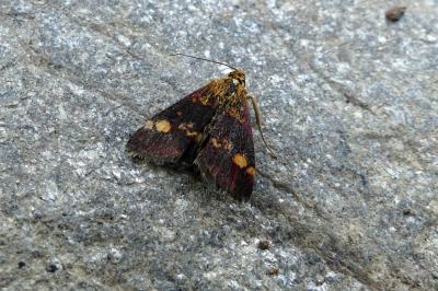 <i>Pyrausta aurata</i>