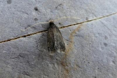 <i>Homaloxestis briantiella</i>