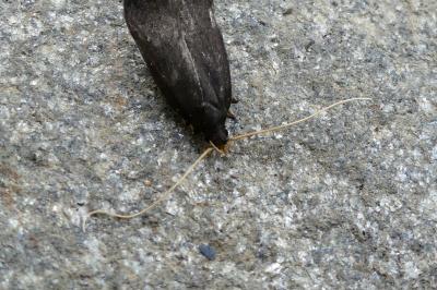 <i>Homaloxestis briantiella</i>