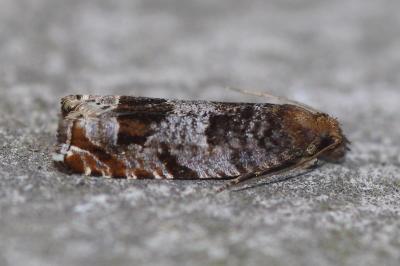 Ancylis achatana