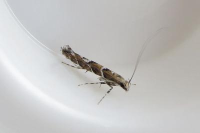 Acrocercops brongniardella