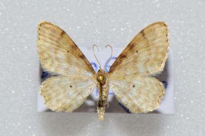 <i>Idaea fuscovenosa</i>